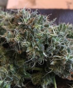 buy amnesia medical cannabis strain at www.greenhousecure.com for sale