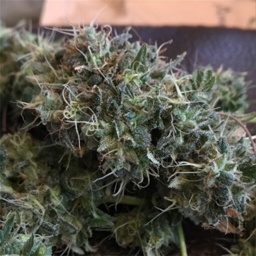 buy amnesia medical cannabis strain at www.greenhousecure.com for sale