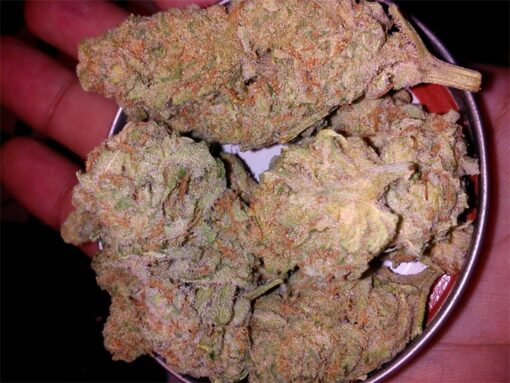 buy medical banana kush strain at www.greenhousecure.com dispensary