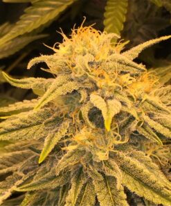 buy medical banana kush strain at www.greenhouse.com dispensary