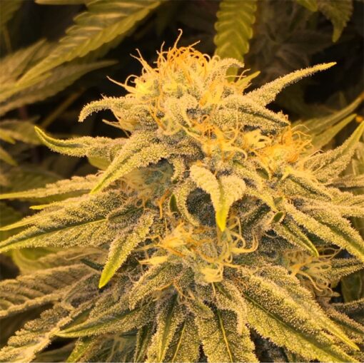 buy medical banana kush strain at www.greenhouse.com dispensary