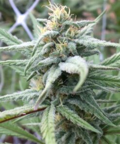 buy berry white cannabis strain for sale at www.greenhousecure.com