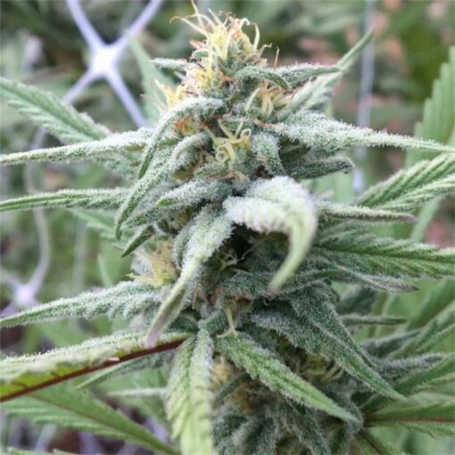 buy berry white cannabis strain for sale at www.greenhousecure.com