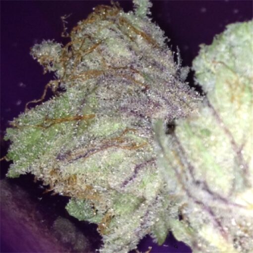 buy blackberry kush at www.greenhousecure.com