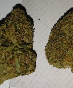 buy blue cheese medical marijuana strain at www.greenhousecure.com