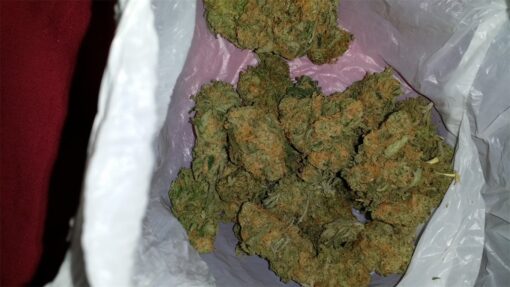 buy blue cheese medical marijuana strain at www.greenhousecure.com