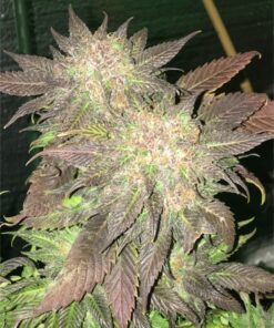 buy blue diesel for sale at www.greenhousecure.com