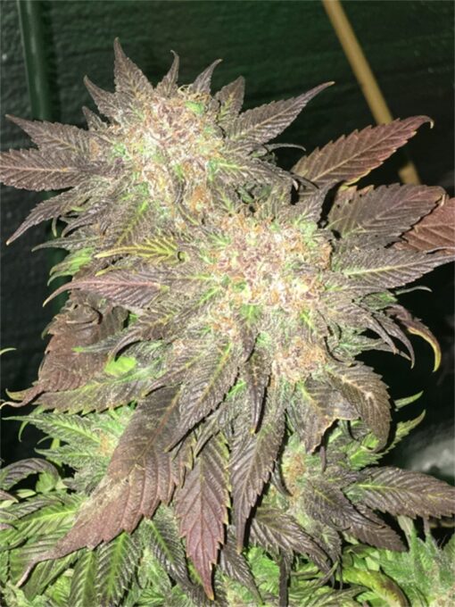 buy blue diesel for sale at www.greenhousecure.com