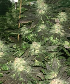 buy blue diesel for sale at www.greenhousecure.com