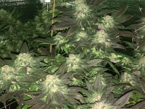 buy blue diesel for sale at www.greenhousecure.com