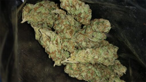 buy bruce banner medical marijuana strains at www.greenhousecure.com