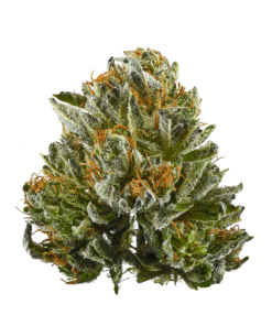 buy bubba kush medical marijuana strains at www.greenhousecure.com