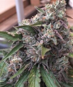 buy bubba kush medical marijuana strains at www.greenhousecure.com