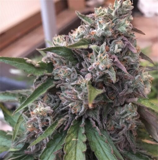 buy bubba kush medical marijuana strains at www.greenhousecure.com