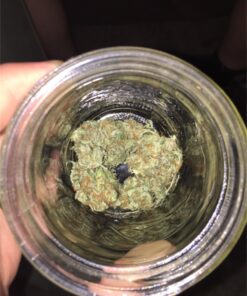 buy cheese medical cannabis strain for sale at www.greenhousecure.com