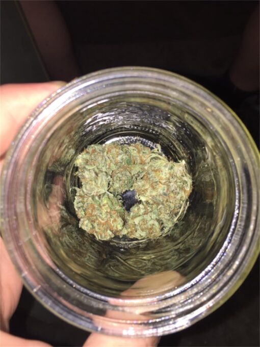 buy cheese medical cannabis strain for sale at www.greenhousecure.com