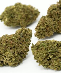 buy cheese medical cannabis strain for sale at www.greenhousecure.com