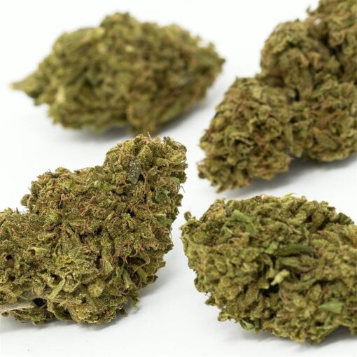 buy cheese medical cannabis strain for sale at www.greenhousecure.com