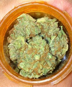 buy cheese medical cannabis strain for sale at www.greenhousecure.com