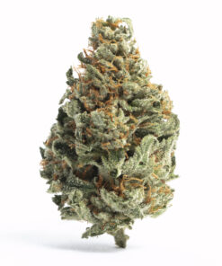 buy chocolope medical cannabis strain at https://greenhousecure.com/shop/