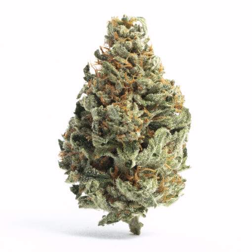 buy chocolope medical cannabis strain at https://greenhousecure.com/shop/