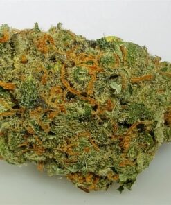 buy chocolope medical cannabis strain at https://greenhousecure.com/shop/